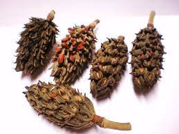 Magnolia Seed Pods Dried Flower Plant Material 12 Christmas Etsy Seed Pods Planting Flowers Dried Flowers