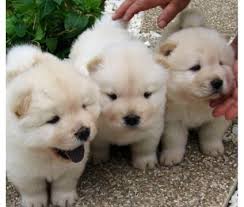 Chow Chow Puppy Animals Pets Singapore Chow Chow Puppy Chow Chow Puppies Panda Labrador Puppy Training