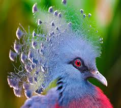 Check spelling or type a new query. Wallpapers Of Birds Group 89