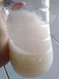 Nak kena selalu tengok juga pokok cili ni harapnya binantang parasit ni tak datang menyerang lagi. Elak Daun Cili Kena Bena Putih Semburkan Dengan Cecair Ni Tak Ada Modal Pun Nak Buatnya Keluarga