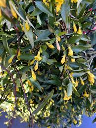 Image result for Gelsemiaceae