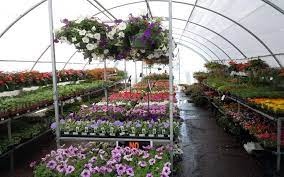 In fact, i don't think it's possible to buy plants from them in quantities less than 6 at a time. Plant Nurseries In Dubai Zabeel Nursery Garden Centre More Mybayut