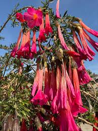 Image result for Cantua