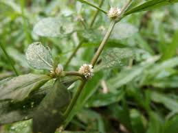 Sessile joyweed alternanthera sessilis is naturalized in texas and other states. Shachi Or Sessile Joyweed Alternanthera Sessilis