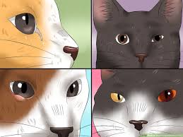 Infection or injury may cause the third eyelid to protrude into one or both eyes. How To Treat Conjunctivitis In Cats 11 Steps With Pictures