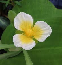 Image result for Limnocharitaceae