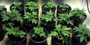 Using alcohol, oils, or glycerin as a base, marijuana can be extracted and made into tinctures. Which Nutrients Are Best For Growing Cannabis Grow Weed Easy