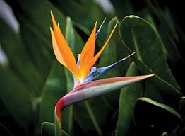Bird Of Paradise Plant Leaves Curling Up Strelitzia Reginae