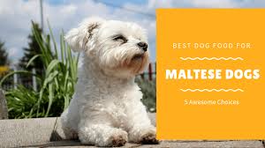 5 Best Dog Food For Maltese Dogs Our Top Picks 2019