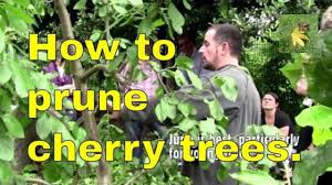 We all know the importance of winter pruning fruit trees. Pruning Cherry Trees Properly And Correctly Youtube Video Uk Summer Youtube