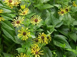 Image result for Ottelia kunenensis