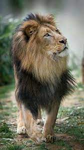 Lots Of Lions Nature Photography Animals Animal Photography Dogs Majestic Animals