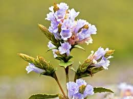 Flowers that bloom every 12 years. Why Neelakurinji Flowers Only Once In 12 Years A Plant From Strobilanthes Family