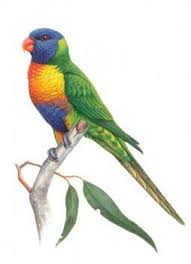 Rainbow Lorikeet Bird Watercolor Art Watercolor Bird Australian Native Animals