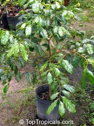 Image result for Napoleonaea