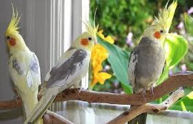 Di mana pun anda mendapatkan burung peliharaan, setidaknya cara anda merawatnya tidak akan jauh berbeda. 7 Jenis Burung Peliharaan Yang Mudah Dipelihara Untuk Pemula Pet Food Indonesia