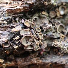 Image result for Diplolophium