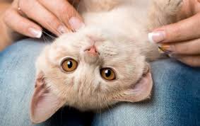 رؤية القطط في المنام للمتزوجة والحامل والعزباء والرجل مجلة رقيقة