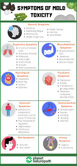 Remove the mold from your home. Mold Toxicity 9 Steps To Protect Yourself From Mold Exposure Planet Naturopath