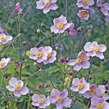 Fall Blooming Anemones To Plant Now Plants Fall Flowers Bloom