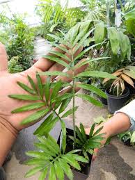 Image result for Encephalartos aplanatus