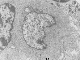 Check spelling or type a new query. Merkel Zelle Altmeyers Enzyklopadie Fachbereich Dermatologie