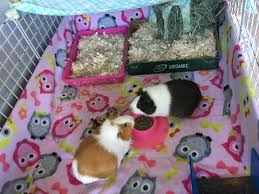 How big should a guinea pig cage be. Wondering How To Keep Your Guinea Pig Fleece Bedding Cage Clean And Fr Wheeky Pets We Love Our Customers And Their Pets