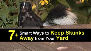 To try and automate protein sources. 7 Smart Ways To Keep Skunks Away From Your Yard