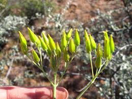 Image result for Kalanchoe brachyloba