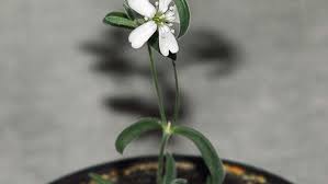 Image result for Gnidia stenophylla