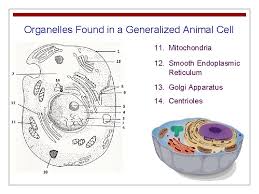 From animal models to clinical use in humans. Cell Structure And Function The Basic Unit Of