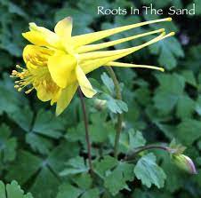 Pin On Roots In The Sand