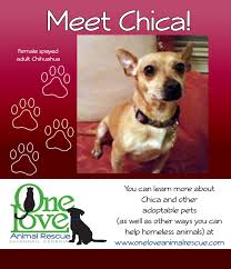 After picking them up, my dogs look, smell and feel amazing! Happy Tails Pet Grooming Hahira Ga Peepsburgh