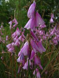 File:Hairbell (Dierama pendulum).jpg - Wikipedia