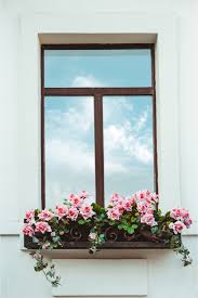 Check spelling or type a new query. The Best Trailing Plants For Window Boxes Bless My Weeds