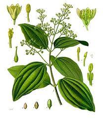 Ceylon Zimtbaum Wikipedia