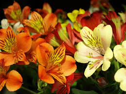 These stunning blooms often festoon the trees as spring arrives, getting everyone who sees them excited for the season to come. What S Blooming Now October Flowers In Season