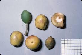 Image result for Drypetes