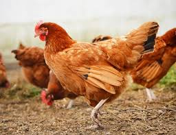 Ayam kampung merupakan salah satu jenis ternak unggas yang telah memasyarakat dan tersebar di seluruh pelosok nusantara. Cara Ternak Ayam Kampung Maskulin