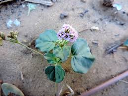 Image result for Boerhavia repens