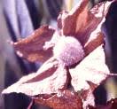 Image result for Trichodesma physaloides