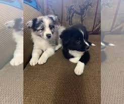 1 red female, 1 year old. View Ad Border Aussie Puppy For Sale Near Pennsylvania Shade Gap Usa Adn 132656
