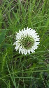 Image result for Trifolium masaiense