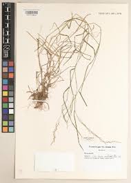 Image result for Dipcadi vaginatum