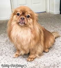 Pomeranian Mix Top 20 Most Cutest And Huggable Pompom Cross Breed Teacup Dog Daily