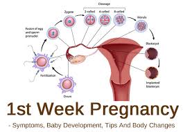 1st week pregnancy symptoms baby development tips and