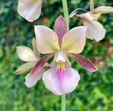 Image result for Eragrostis welwitschii