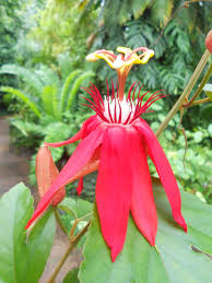 Image result for Passiflora vitifolia