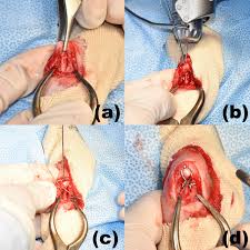 肘頭骨折｜相川動物医療センター