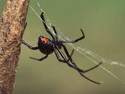 I got bit while sitting on a bench and i would suggest homeopathic remedies for black widow bites or any bite with pain. How To Treat A Spider Bite And When To Seek Medical Attention